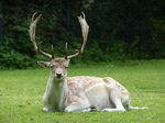 FZ020048 Fallow deer (Dama dama).jpg